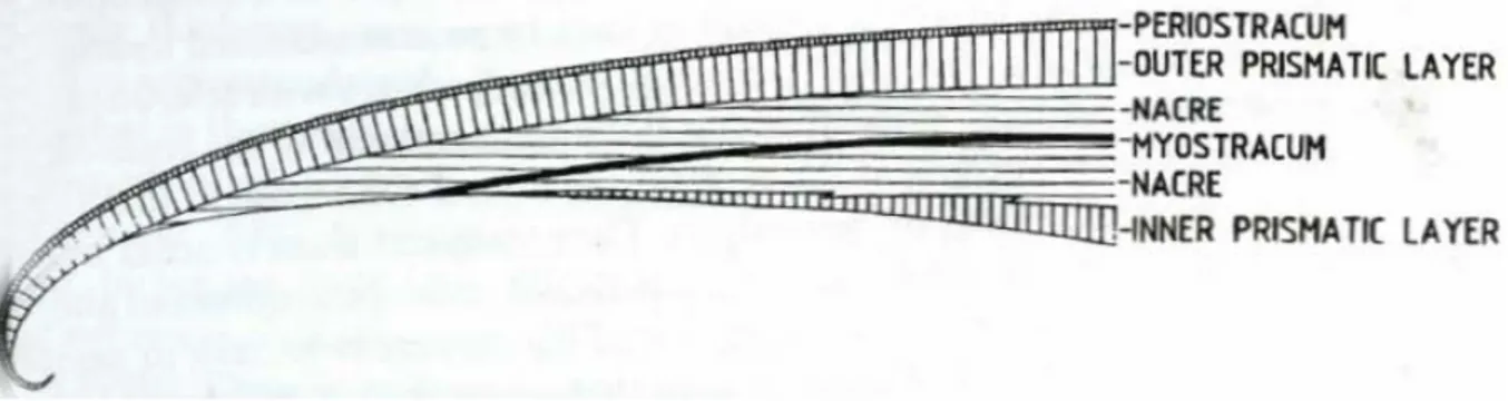 Figure 14 : Schéma d’une section transverse de la zone postérieure d’une coquille de bivalves  nacrés (couche interne formée de nacre aragonitique) (Lowenstam et Weiner, 1989) 