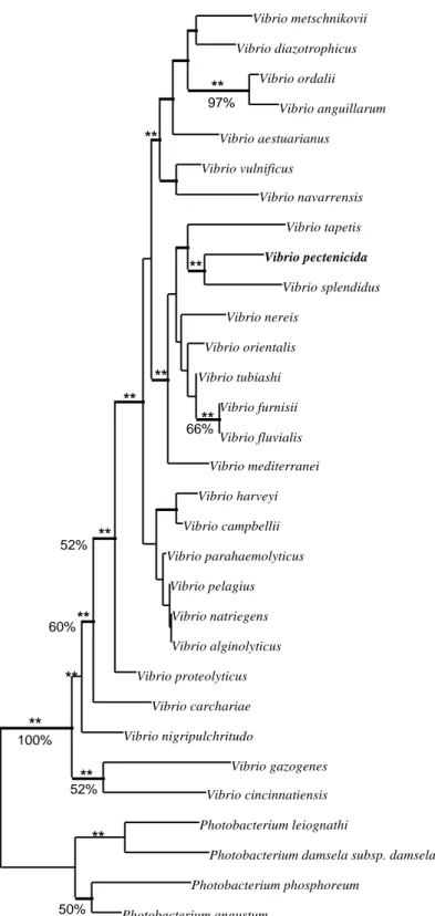 Figure 2. Position phylogénétique de la souche type (A365 T ) de V. pectenicida dans la famille 