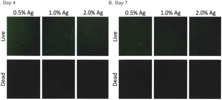 Figure  2.3  Cell  Viability  and  Morphology  for  BMSC's  Seeded  in  Agarose  Hydrogels