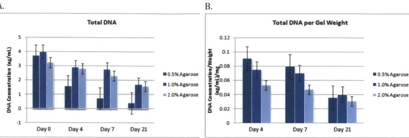 Figure  2.5  DNA  Assay.  (A)  The  total  DNA  concentration  (ptg/mL)  in  the  BMSC-seeded  agarose hydrogels  of  different  concentrations  can  be  seen  over  the  21-day  culture  period