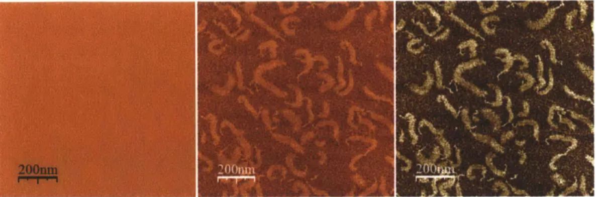 Figure  3.3  Image  Processing  Heuristic.  A  sample  of  fetal  bovine  epiphyseal  aggrecan  at  a concentration  of 50  pg/mL can  be seen in three consecutive  stages  of image  processing.