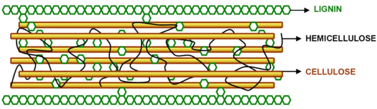 Figure 2. Typical lignocellulosic structure [56]. 