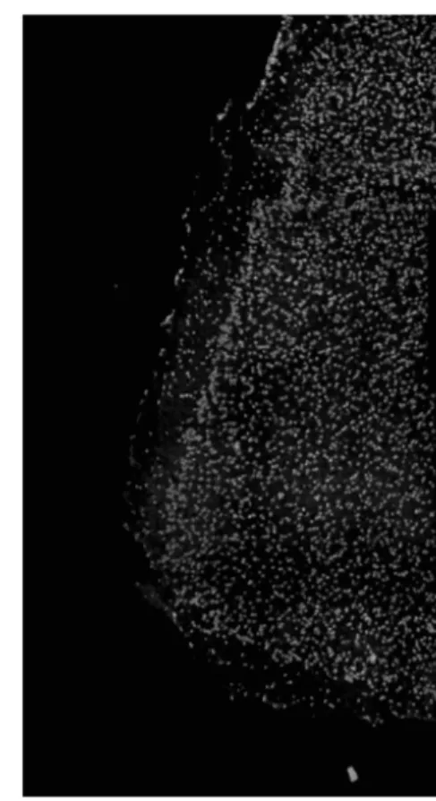Figure 2-1: An example of stitching eight FOVs from a nuclear DAPI stain into a coherent image using ImageJ’s BigStitcher