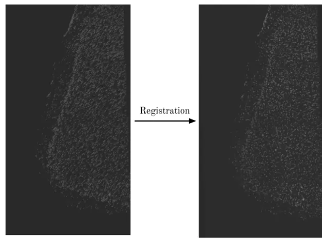 Figure 2-3: An example of registering nuclear DAPI stains from two different rounds. In both images, two DAPI stains from different rounds of imaging are overlapped, with 50%