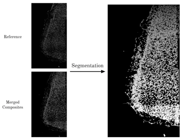 Figure 2-4: An example of segmenting cells from an image. The CellProfiler segmentation algorithm takes as input two images: 
