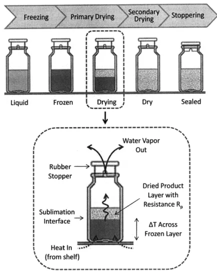 Figure 9:  Heat  (red lyophilization Water Vapori OutRubber  --~Stopper Dried  ProductLayer withResistance RSublimationInterface .SInterface AT AcrossSFrozen Layeri  1S Heat in (from shelf)