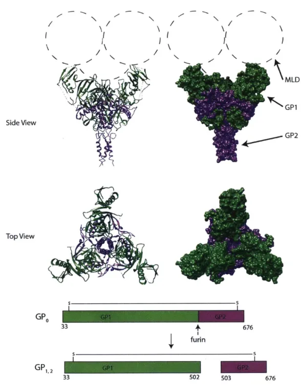Figure 2: Crystal Structure of Ebolavirus Glycoprotein