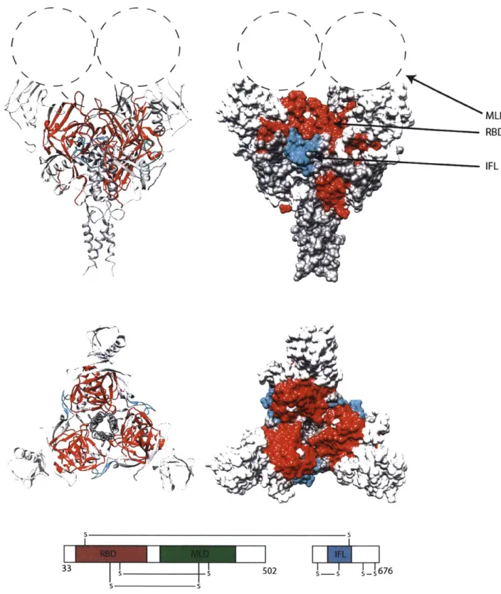 Figure 3: Functional domains of GP  are hidden by the mucin-like domain (MLD)