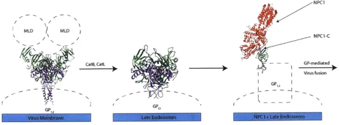 Figure 4: EBOV  GP processing in host cells