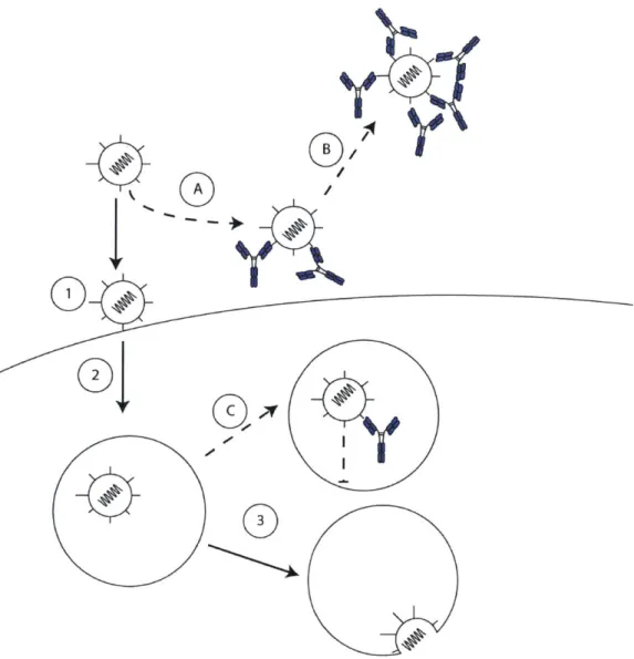 Figure 5: Modes of antibody-mediated virus neutralization