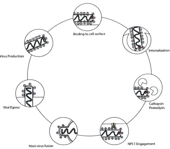 Figure 9 Ebolavirus Glycoprotein-Mediated Entry