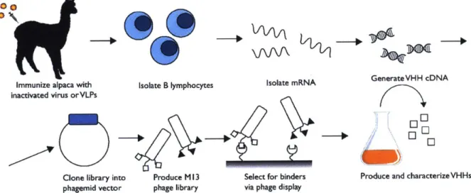 Figure 11: Schematic of VHH  isolation from alpaca immunizations