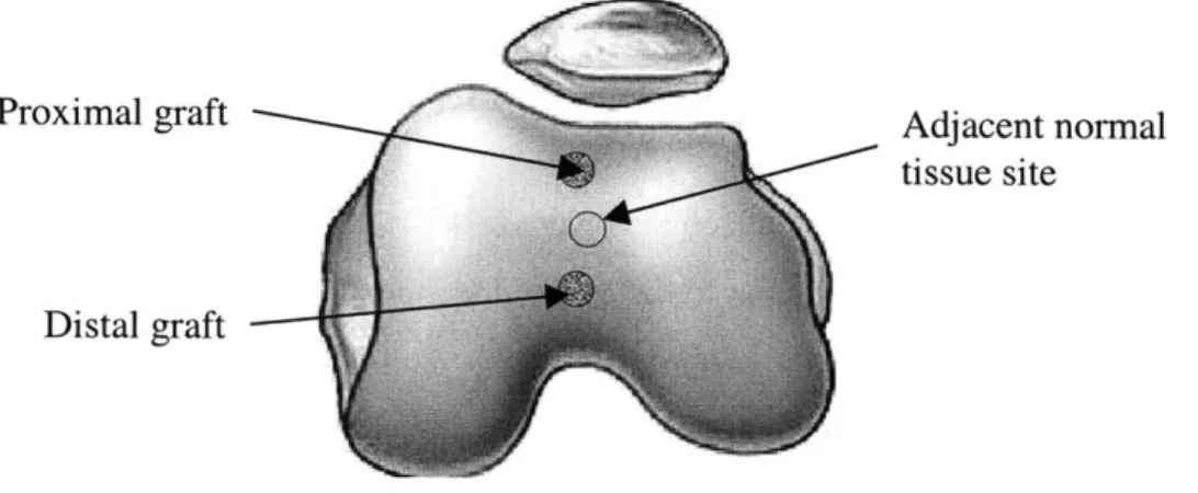Figure  3.5  The impedance  probe  was  used to take  reading  at the proximal  and  distal  graft sites,  and at an adjacent  normal  tissue site.