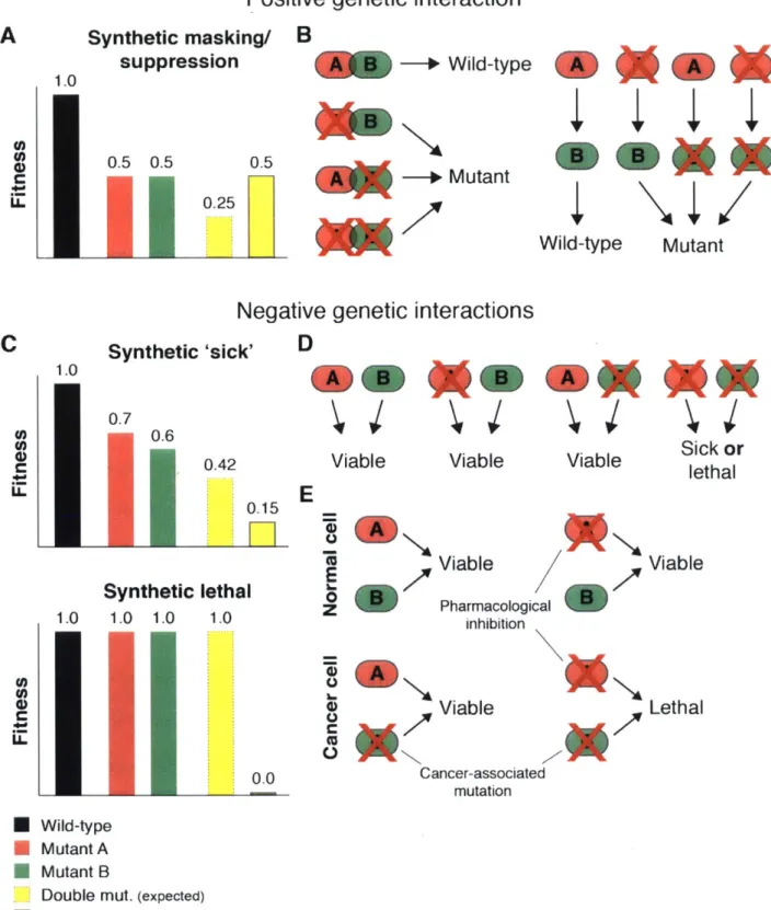 Figure  1.  Genetic  interactions.