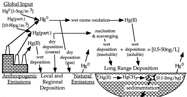 Figure  1.  Local  and  regional  atmospheric  mercury  cycle.  Some  typical concentrations  are  show  in  brackets