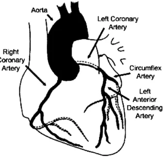 Figure 1.1 Schematic diagram of the heart and major overlying coronary arteries.