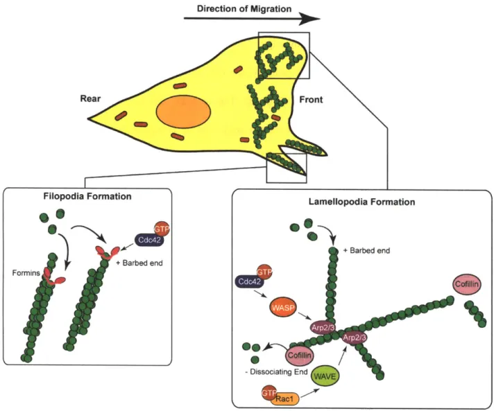 Figure  1-2.  Actin  dynamics  at  the leading  edge  of the cell.  Filopodia formation  is mediated  by Cdc42,  while  lamellopodia  formation  is  controlled  by  Cdc42  and  Rac1  through  the  Arp2/3 complex.