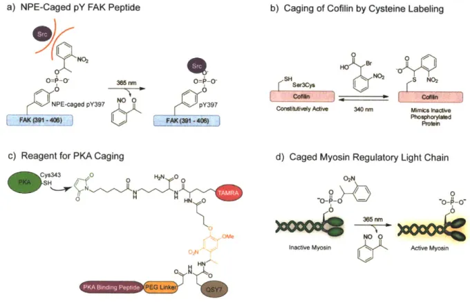 Figure  1-5.  Caged  peptides  and  proteins  for  studying  migration.  a)  NPE-caged  pTyr397 peptide  based  on  the  FAK  autophosphorylation  sequence