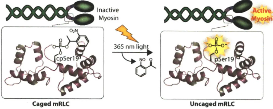 Figure  2-2.  Photoactivated  mRLC.  Installation  of  NPE-caged  pSerl9  into  the  mRLC  is achieved  by  expressed  protein  ligation