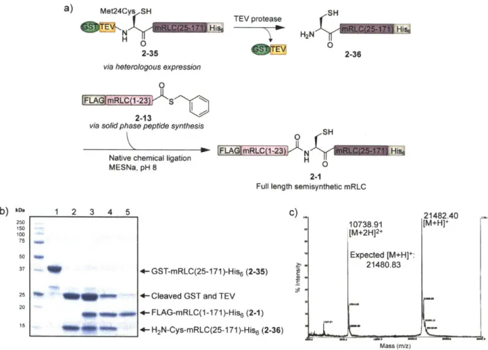 Figure  2-5.  Semisynthesis  of the full-length  mRLC.  a)  The C-terminal  portion  of the protein is expressed  heterologously  in  E