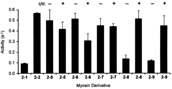 Figure  2-11.  Myosin  ATPase  activity  with  caged  semisynthetic  mRLC  derivatives  before (-  UV)  and  after (+ UV)  irradiation