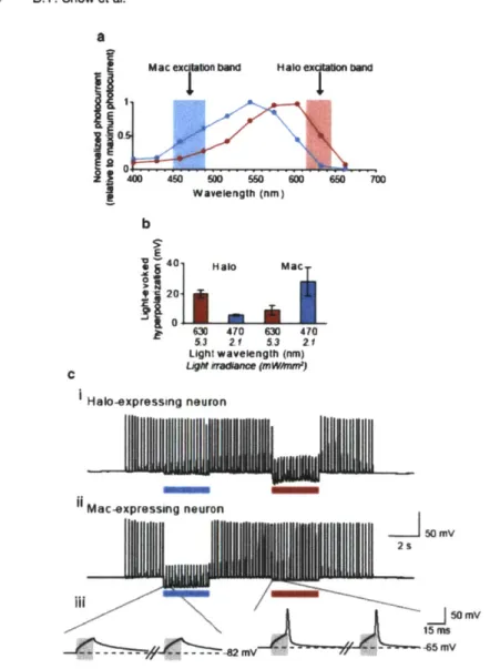 Fig.  5. Multicolor  silencing  of two neural populations, enabled by blue- and  red-lght drivable  ion  pumps of different  classes.