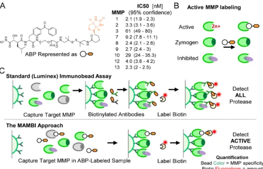 Figure 1 :  Overview of MAMBI. a) Chemical structure of the ABP and IC 50  values measured by substrate cleavage inhibition  and schematics of b) the MAMBI approach to active MMP ABP labeling, and c) comparison of traditional bead-based total MMP  and MAMB