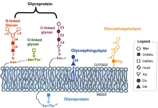 Figure  1.1 Common  Glycoconjugates  on  the Cell Surface.  Figure  adapted  from Varki  et al  1999  [1].