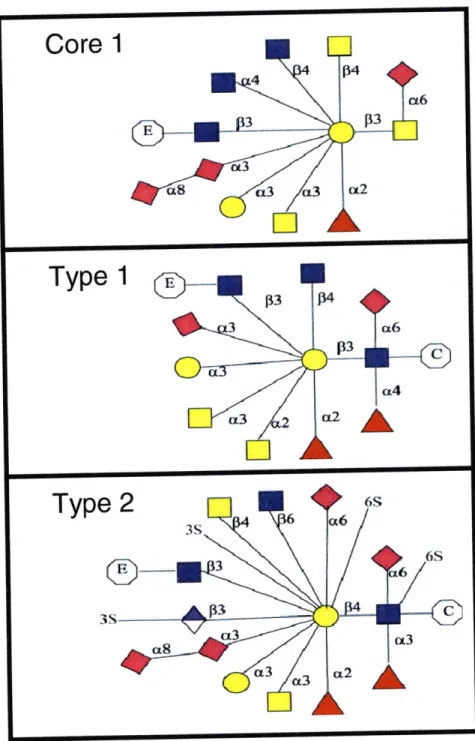 Figure  1.4.  Types  of Extensions  for O-linked  Glycan  Arms.  Core  1 extensions  are unique  only  of Core  1 structures