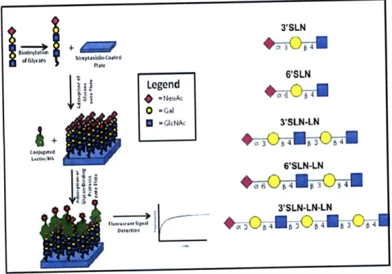 Figure  1.7.  Conceptual  Diagram  of  the  Biotinylated  Glycan  Array.  The  five  types  of synthetic  biotinylated  glycans  (left)  were  absorbed  into  separate  wells  on  a  streptavidin coated  plate,  and exposed  to  a glycan-binding  protein  