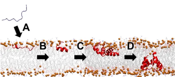 Figure 5. Schematic partitioning for membrane-active peptides (MAPs) that interact with the lipid  bilayer