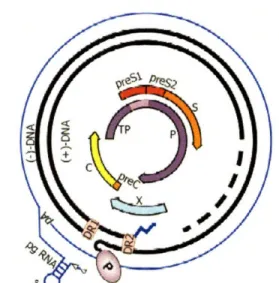 Figure 1-6.  HBV genome  organization.  Relaxed,  circular,  3.2kb, partially  double- double-stranded  species includes  four overlapping  open reading  frames