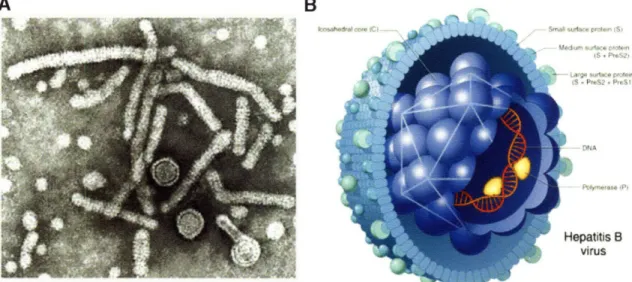 Figure 1-7.  A)  Scanning  election  micrograph  of different  HBV particles  present during natural  infection