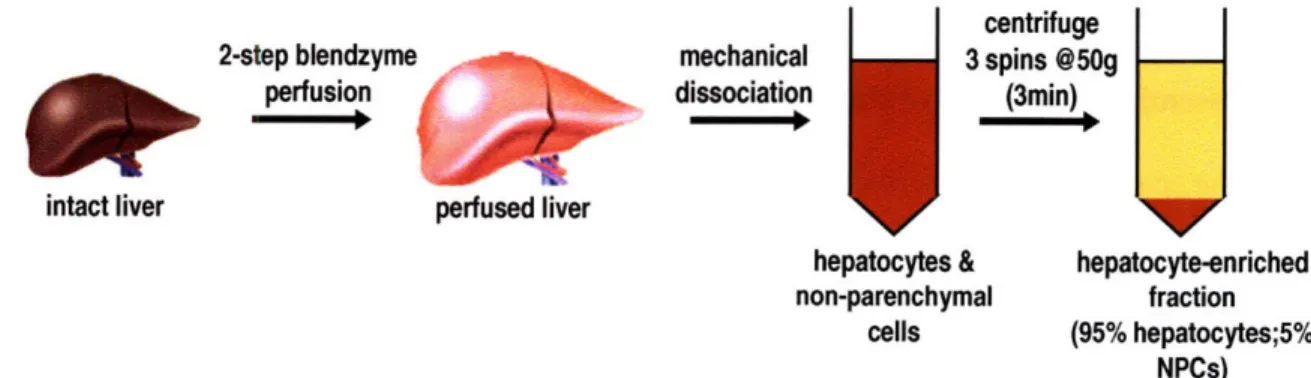 Figure  2-3 diagrams  the procedure  used to  isolate a population  enriched for hepatocytes