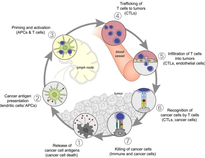 Figure 1: The various stages of the anti-tumor immune response visualized as a  cycle