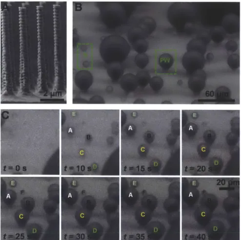Figure 17.  Droplet  growth  dynamics.  (A)  Scanning electron  micrograph  (SEM)  of an array of equidistant superhydrophobic  silicon  nanopillars  with diameters,  heights, and spacings  of d  =  300 nm,  h  =  6.1  gm,  and /  =  2  pm,