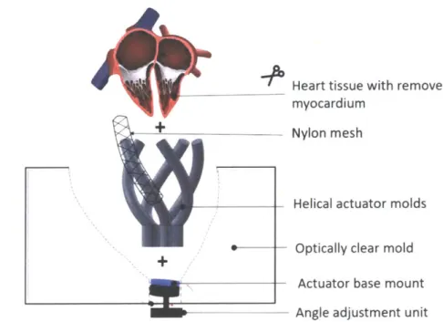 Figure  9.  Positioning  of the  PAMs:  Using the  3D  printed  spacers,  meshes  can be  fixed  in  specific  configurations  in the  silicone