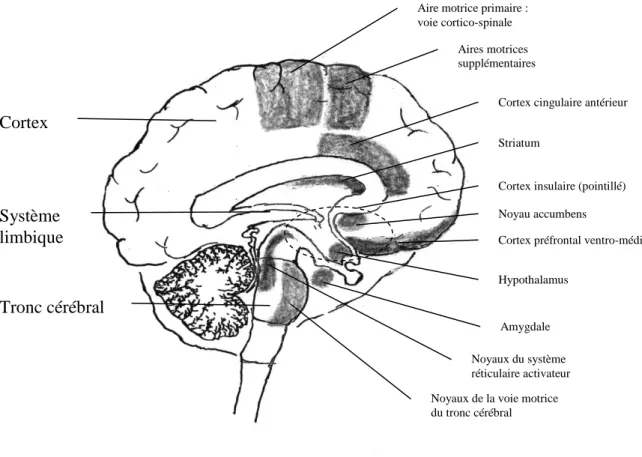 FIGURE II.4. Structures du cerveau volitif-émotionnel. 