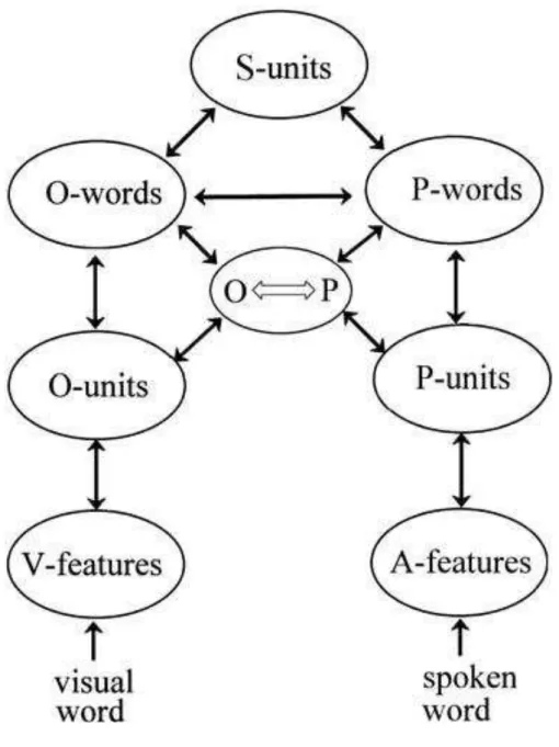 Figure 2. Simplified overview of the architecture of the Bimodal Interactive Activation  Model