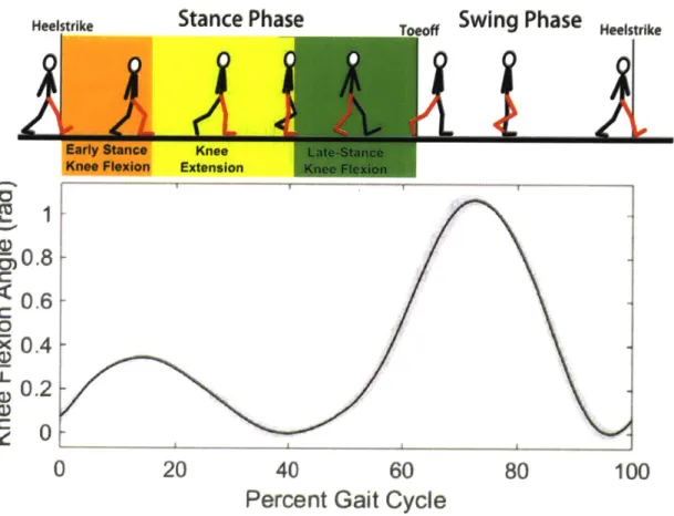 Figure  4: Knee  function  in the  human gait cycle  for normal level-ground  walking
