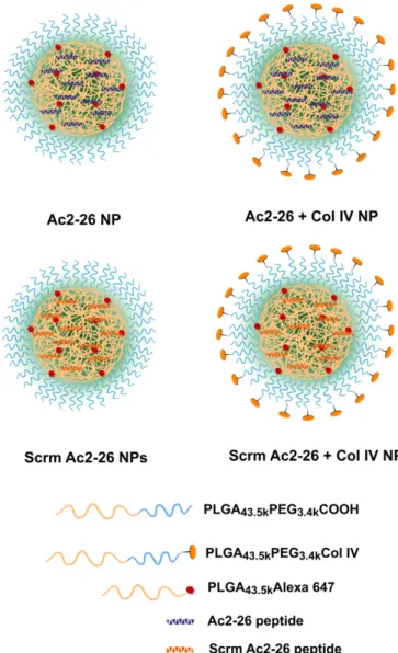 Fig. 1. Nanoparticle design and engineering. Nontargeted and targeted (Col IV) NPs encapsulating the Ac2-26 peptide or a randomly generated, isoelectric mismatched scrambled sequence (Scrm Ac2-26) were developed using  bio-degradable polymers via a single-