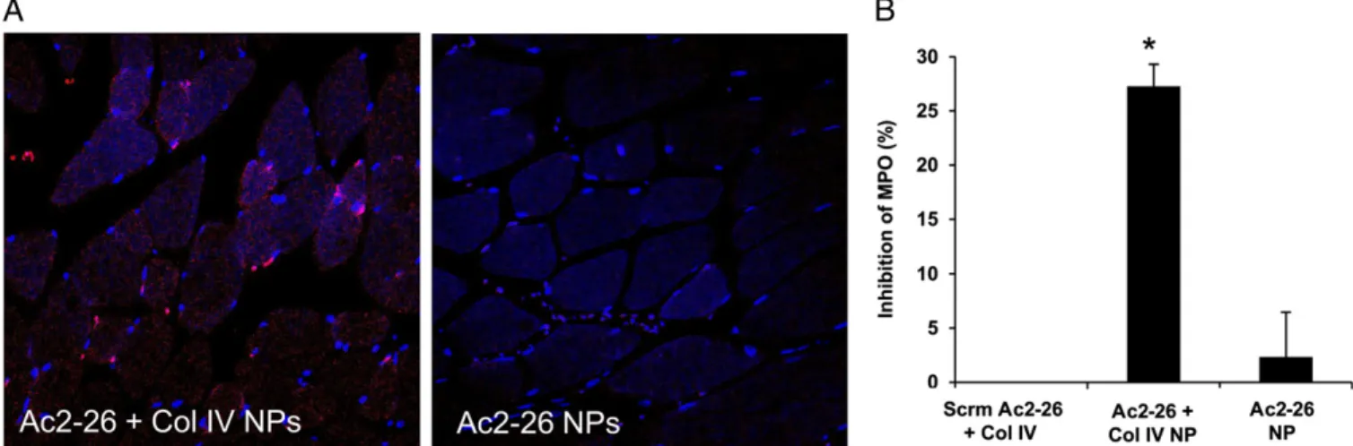Fig. 4. Col-IV – targeted Ac2-26 NPs limit PMN in ﬁ ltration into injured tissue. Ischemia was induced by placing a tourniquet around the hind limb for 1 h