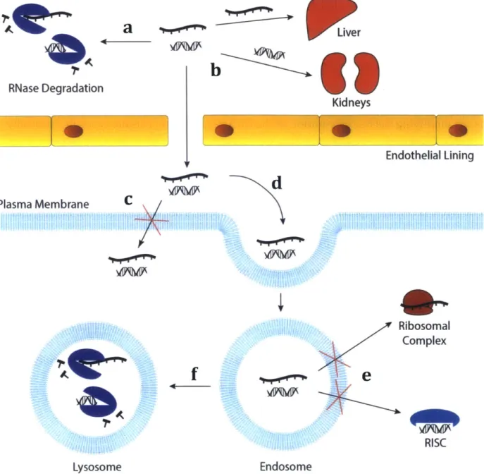 Figure  1.1: Barriers to RNA  delivery  in vivo.  (a)  Systemically  injected  RNA face