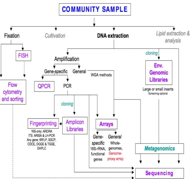 Figure 1. Community profiling methods in microbial ecology. A community sample may  be treated in a number of ways during profiling, as presented in this review (greyed  sections are not covered in depth)