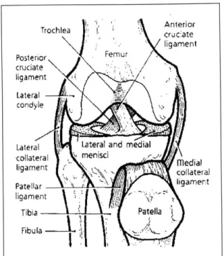 Figure 2.1:  Anterior  view of a right knee.