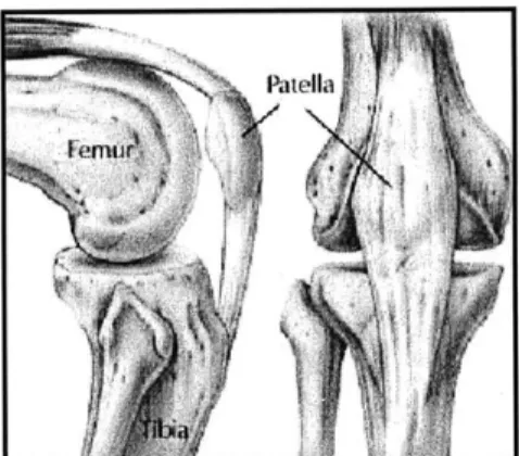 Figure  2.3:  Lateral and  anterior  view  of patella  and patella tendon.