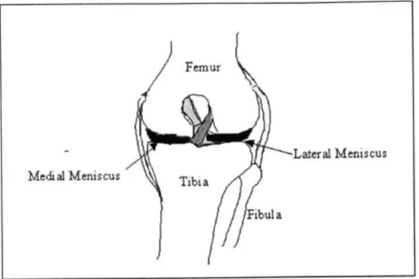 Figure 2.4:  Anterior view  of left knee  outlining the medial  and lateral  menisci.