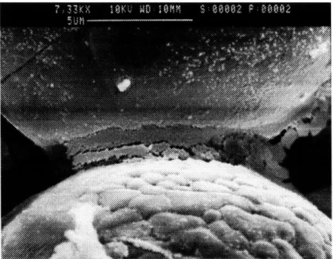 Figure  2.7:  A  Rhoplex  neck  enclosed  in  dried  silica.  Notice  the  cracking  that  is typical in  a  dried gel