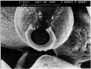 Figure 2.9:  A "ring"  of silica,  after Rhoplex  has decomposed  by  firing  at 750 0 C