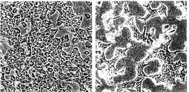 Table  3a:  Light microscopy  at  100x  on day 2  (left) and day 5  (right)